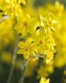 1e Award Daffodil.
