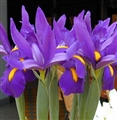 Iris Award.