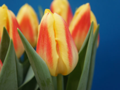 1e award best pottulip Leto�