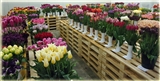 Tulpenshow 9 - 10 & 11 Mei