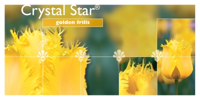 Crystal
Star®