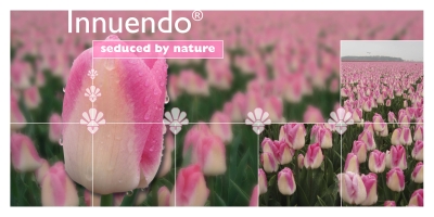 Innuendo®