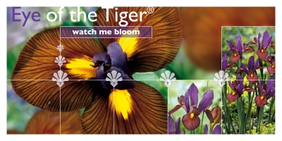 Eye of the Tiger®