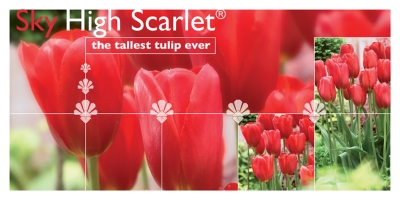 Sky
High Scarlet®
