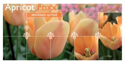 Apricot Foxx®