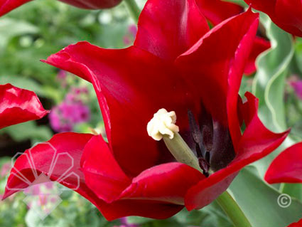 Lasting Love tulip of the month.