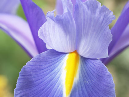Best Iris on Lentetuin 2011