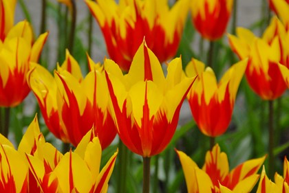 Fire Wings (e) (10)