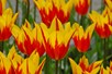 Fire Wings (e) (10)