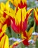 Fire Wings Visions_1