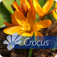 Crocus