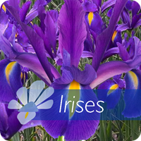 Irises