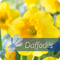 Daffodils