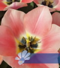 Apricona®