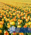 Beauty of Spring®