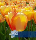 Beauty of Spring®