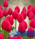 Cherry Delight®