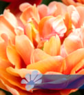 Copper Image®