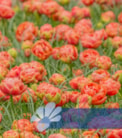 Copper Image®