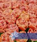 Copper Image®
