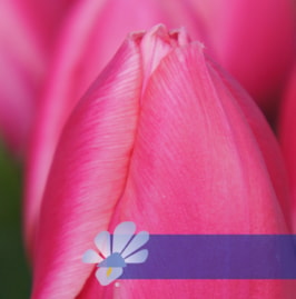Rosy Delight®