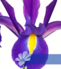 Discovery Purple®