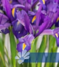 Discovery Purple®