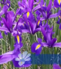 Discovery Purple®
