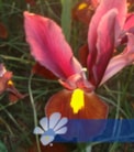 Red Ember®