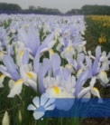Silvery Beauty®