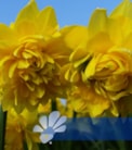 Tete Deluxe®