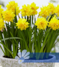 Tete Deluxe®