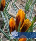 Orange Monarch®