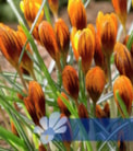 Orange Monarch®