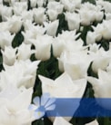 Suomi 100®