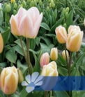 Apricot Harmony®