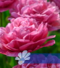 Amazing Grace®