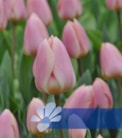Apricot Delight®