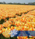 Beauty of Spring®