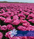 Amazing Grace®