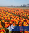 Dafeng®