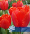 Crystal Orange®