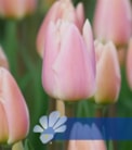 Apricot Delight®