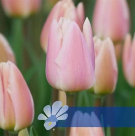 Apricot Delight®