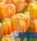 Beauty of Spring®