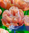 Copper Image®