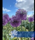 Early Emperor®