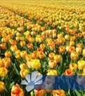 Beauty of Spring®