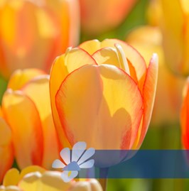 Beauty of Spring®