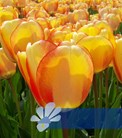 Beauty of Spring®